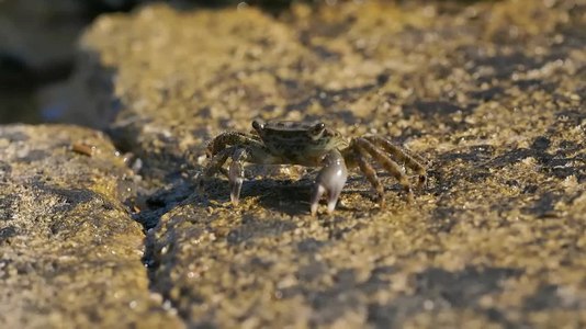 File:Crabs (Pachygrapsus marmoratus).webm