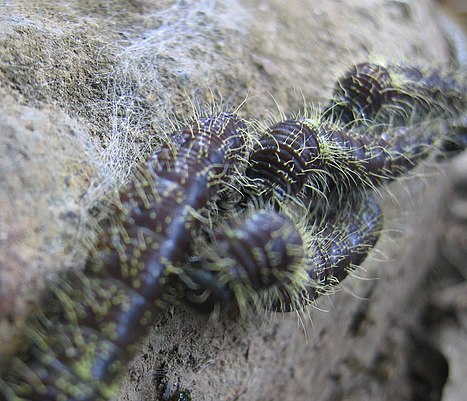 Part of a long ribbon of caterpillars near Boquete, Panamá